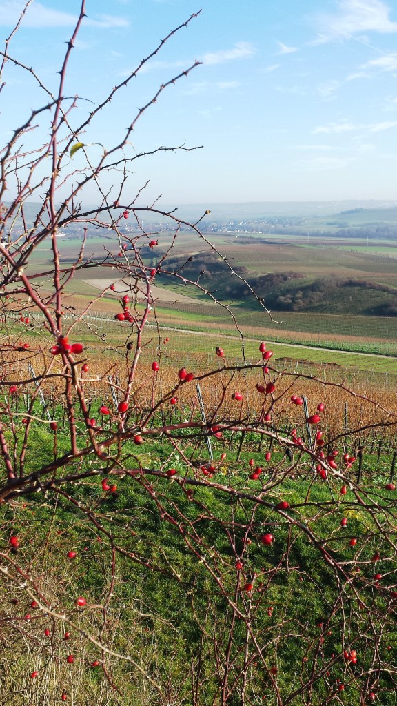 Weinberge Rheinhessen