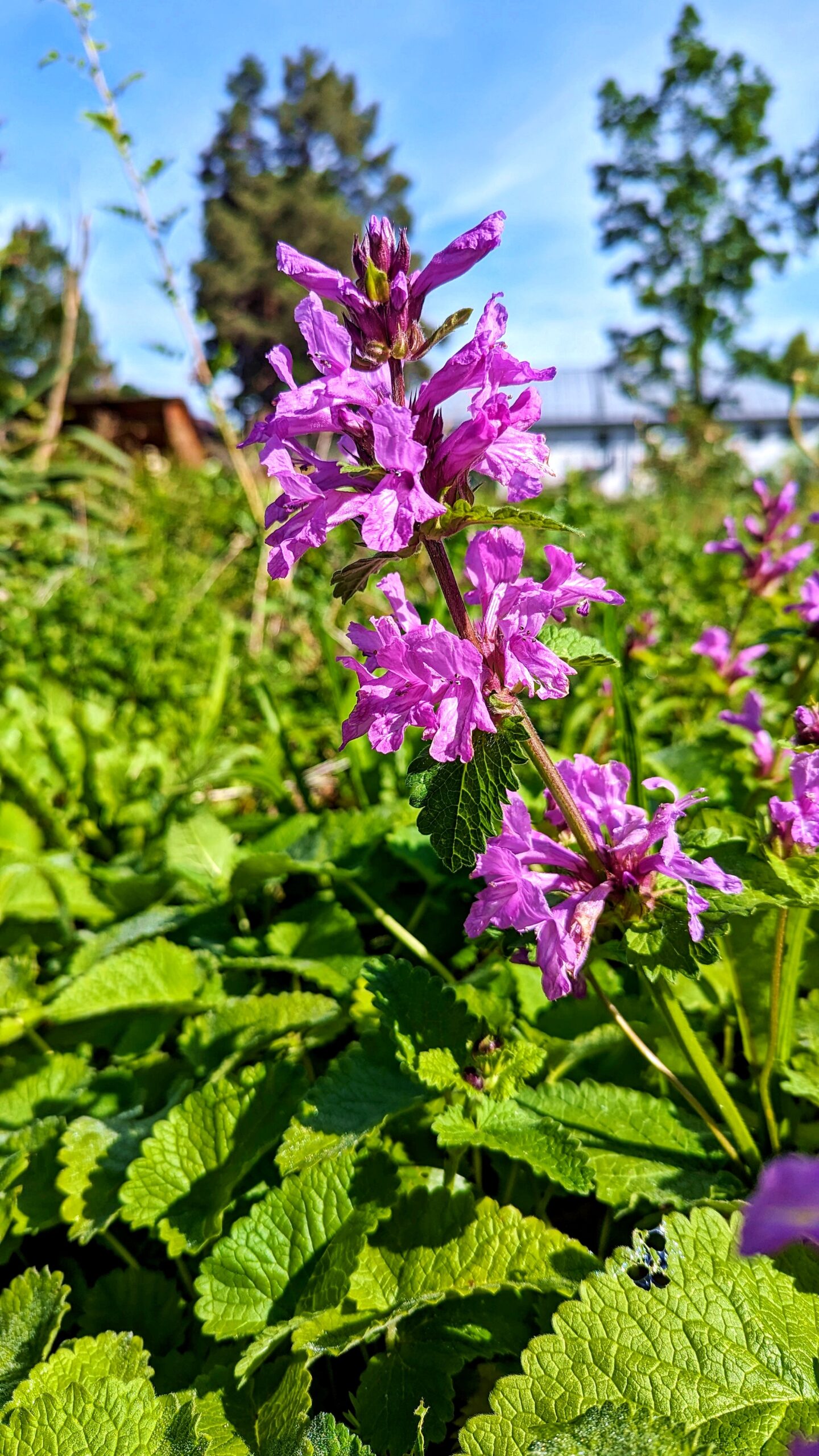 Kräuter-Erlebnis-Park Bad Heilbrunn im Landkreis Bad Tölz Wolfratshausen 